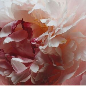 Jo Malone - Peony and Blush Suede